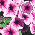 Afbeelding van Petunia P12 Blue berry